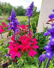 Graines geranium lierre d'occasion  Lingolsheim