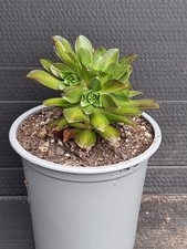 daisy roots for sale  KILMARNOCK
