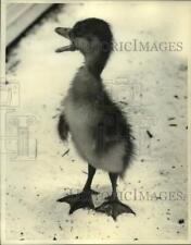 1960 press photo for sale  Memphis