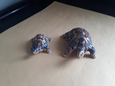 wade tortoise for sale  HIGHBRIDGE