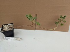 Pelargonium capitatum kakteen gebraucht kaufen  Stuttgart