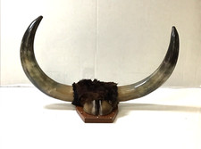 mounted bull horns for sale mounted bull horns for sale Dallas