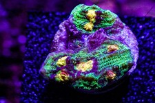 Wysiwyg raja rampage for sale  SHEFFIELD