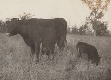 Cow calf grazing for sale  Mission