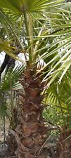 Palma washingtonia altezza usato  Adrano