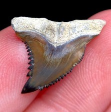 Unique little hemipristis for sale  Palm Harbor