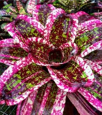 Bromeliad neoregelia contagiou for sale  USA