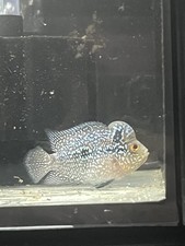 Kamfa flowerhorn live for sale  Manvel