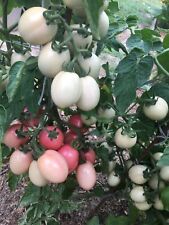 Graines tomate oeuf d'occasion  Plaisance-du-Touch