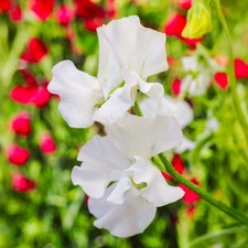White ensign sweet for sale  UK