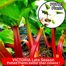 Rhubarb plants victoria for sale  BEDFORD