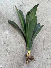 Clivia miniata bush for sale  El Monte