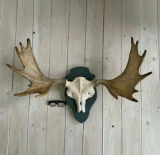 Huge taxidermy moose for sale  BRISTOL