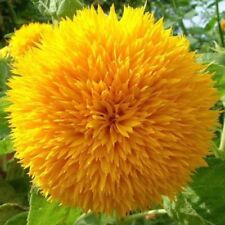 Orsacchiotto girasole semi usato  Spedire a Italy