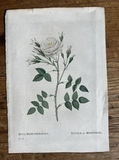 Original redoute hand for sale  Mount Vernon