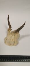 Roe deer antlers for sale  DARLINGTON