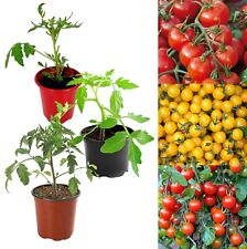 Tomato plants mixed for sale  GLASGOW