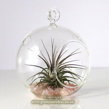Air plant kit for sale  LEIGH