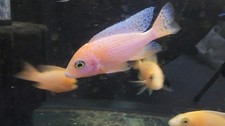 Dragon blood unsexed for sale  Minneapolis