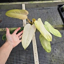 Philodendron whipple way for sale  USA