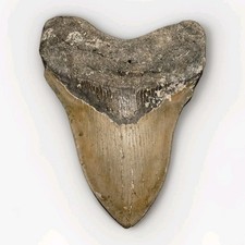 Huge 5.25 megalodon for sale  Wilmington
