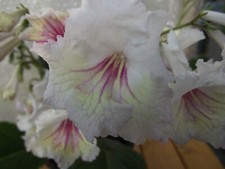 Streptocarpus roma for sale  MAIDENHEAD