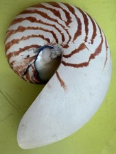 Coquillage demi nautile d'occasion  Istres