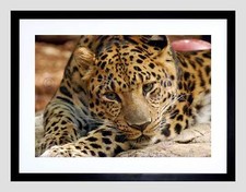 Nature animal leopard for sale  EDINBURGH