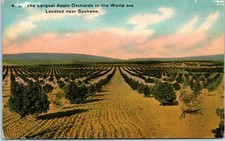 Vintage largest apple for sale  Tulsa