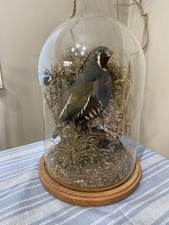 Mountain quail taxidermy for sale  Port Angeles
