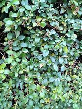 Common boxwood seeds for sale  LONDON