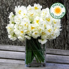 Narcissus bridal crown for sale  UK