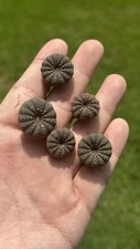 Frailea asteroides grahliana d'occasion  Expédié en Belgium