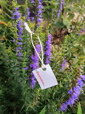 Hyssop 500 herb for sale  Cedar Park