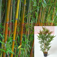 Cluster clumps yellow for sale  Modesto