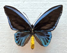 Ornithoptera priamus ssp. usato  Spedire a Italy