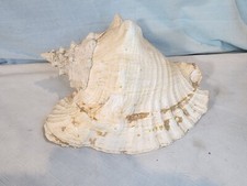 Large conch shell for sale  Hoffman Estates