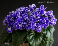 Ness crinkle blue gebraucht kaufen  Baden-Baden