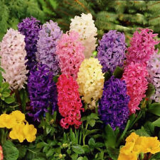 Mixed hyacinth bulbs for sale  Saint Paul