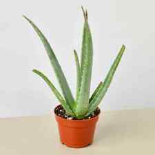 Medicinal aloe vera for sale  Hot Springs National Park