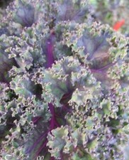 Chou frisé palmé d'occasion Chou frisé palmé d'occasion  Metz-