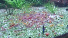 Neocaridina cull shrimps for sale  Dacula