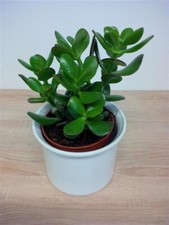 Jadebaum crassula vata gebraucht kaufen  Deichhorst