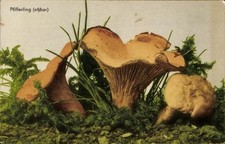 Pilze pfifferling 4621770 gebraucht kaufen  Berlin
