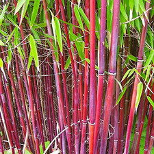 Fargesia asian wonder for sale  BECCLES