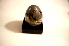 Septarian dragon stone for sale  Lawrenceville