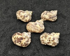 Turbo goldmouth shells for sale  REDRUTH