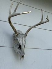 Point deer antler for sale  Brick