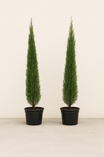 screening trees for sale screening trees for sale OXFORD