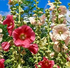150x alcea hollyhock for sale  DEWSBURY